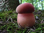 Boletus sensibilis