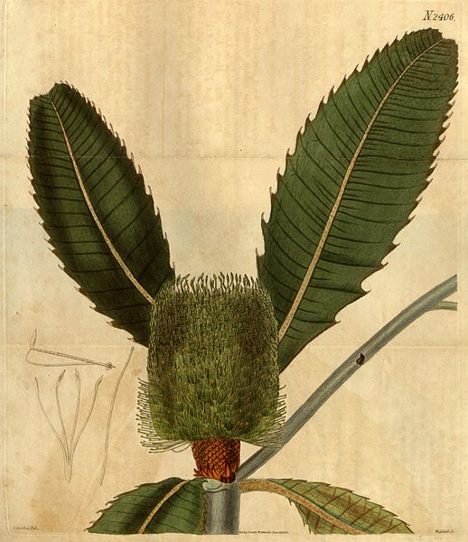 File:Botanical Magazine 2406 Banksia.jpeg