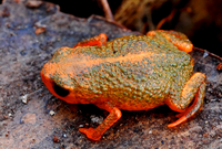 Top to bottom: B. auroguttatus, B. coloratus, B. mariaeterezae and B. verrucosus are four of the thirteen species that were scientifically described from 2015 to 2017