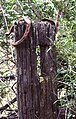 Fence post at site of Bran Jan House, Scotts Main Range