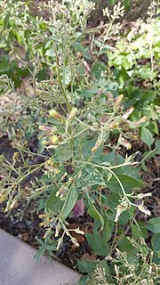 <i>Brickellia floribunda</i> Species of flowering plant