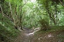 Bridleway heading NW from the Dorsetshire Gap Bridleway going NW from the Dorsetshire Gap - geograph.org.uk - 1460038.jpg