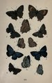 British butterflies, William Stephen Coleman 1860