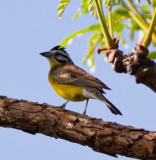 Brown-rumped bunting Species of bird