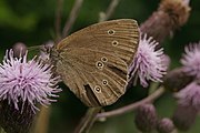 Deutsch: Brauner Schmetterling auf einer blühenden Distel