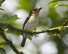 Descrierea imaginii Brown barbet - Lip Kee.jpg.