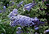 Buddleja 'Glasnevin' panicle.jpg