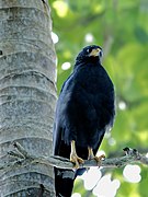 Rákevő sólyom (Buteogallus anthracinus), a Cahuita Nemzeti Parkban.