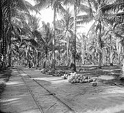 Coconut transport on the Bobongan Plantation light railroad