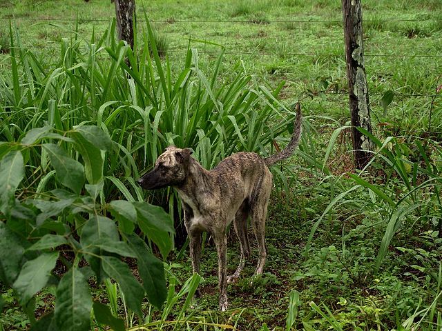 File:Cachorro Vira Lata Sultao.jpg - Wikimedia Commons