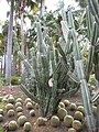 Français : Mammillaria sp. au Parc Exotica.