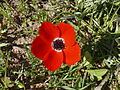 כלנית מצויה Anemone coronaria ‏