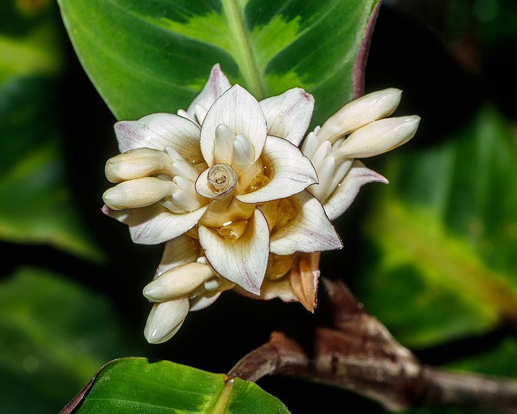 File:Calathea warscewiczii - Wilhelma.jpg