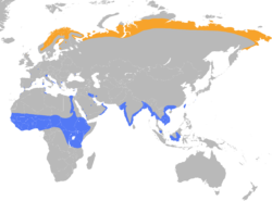 Calidris temminckii distribution map.png