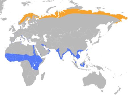 Calidris temminckii distribution map.png