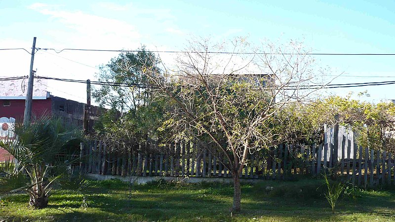 File:Calle Pitanga M2 S23 - panoramio.jpg