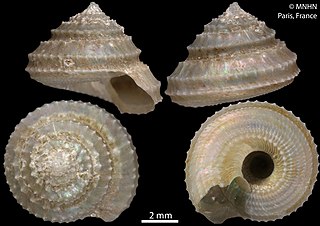 <i>Calliotropis scalaris</i> Species of gastropod