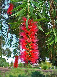 Callistemon viminalis Inflorescence