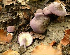 Calocybe ionides.jpg