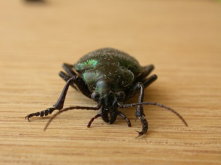 Tập_tin:Calosoma_schayeri_(3030187037).jpg