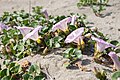 ハマヒルガオ Calystegia soldanella