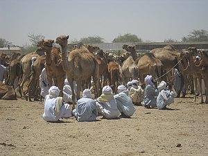 Camel Market.jpg