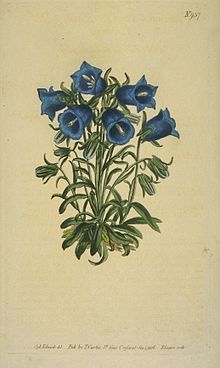 Illustration by William Curtis (1806) Campanula alpina 1.jpeg