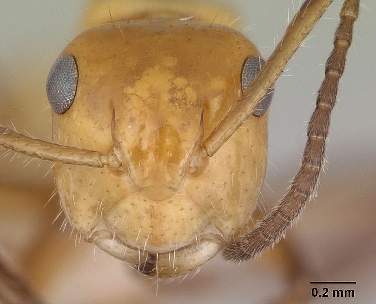 File:Camponotus dimorphus casent0173412 head 1.jpg