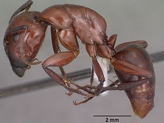 <i>Camponotus schaefferi</i> Species of ant