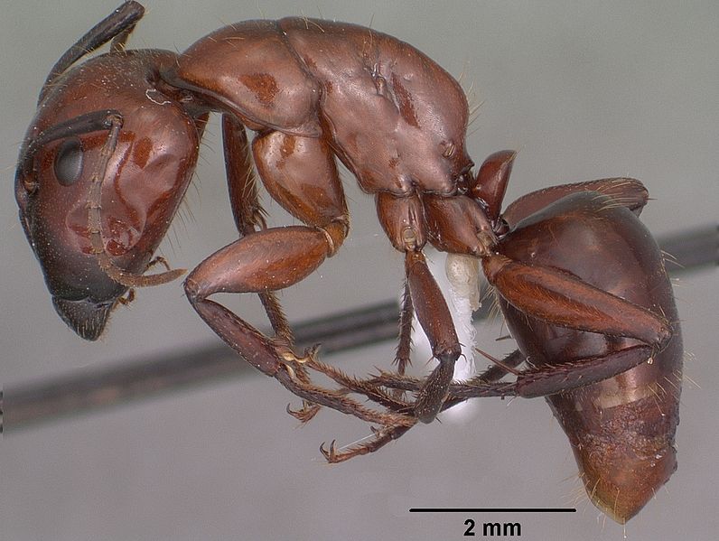 File:Camponotus schaefferi casent0102783 profile 1.jpg