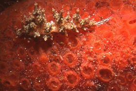 Eubranchus sp.