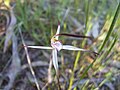 Caladenia versicolor