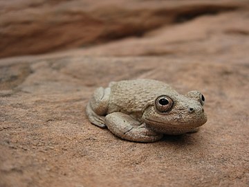 Canyon treefrog