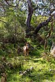 * Nomination Horses near the Lighthouse Road to Cape Otway Lighthouse, Cape Otway, Victoria, Australia --XRay 05:48, 23 December 2019 (UTC) * Promotion  Support Good quality.--Famberhorst 06:13, 23 December 2019 (UTC)