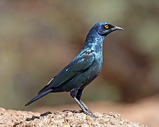 <span class="mw-page-title-main">Cape starling</span> Species of bird