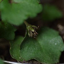 Capsule ouverte de Cymbalaria muralis.