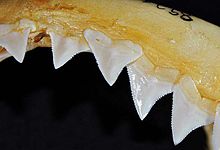 Carcharhinus obscurus upper teeth.jpg