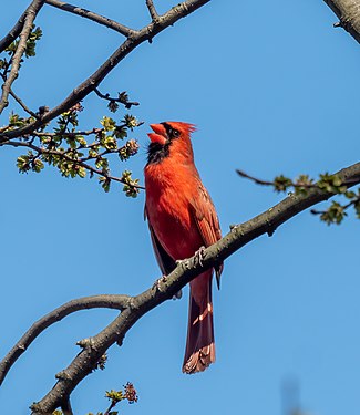 Northern cardinal male singing in Prospect Park