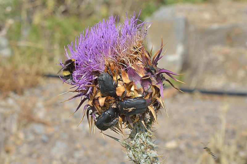 File:Carduus on Crete with bugs and flies.jpg