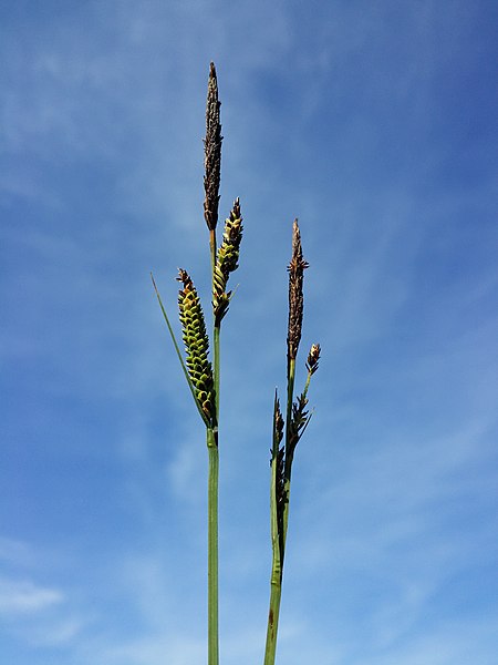 File:Carex elata (subsp. elata) sl32.jpg