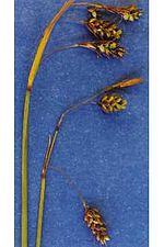 carex paupercula.jpg