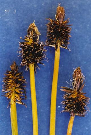 <i>Carex nigricans</i> Species of plant