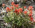 Castilleja applegatei ssp martinii 4.jpg