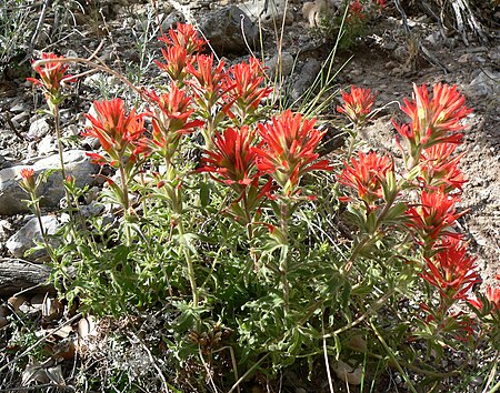 Tập_tin:Castilleja_applegatei_ssp_martinii_4.jpg