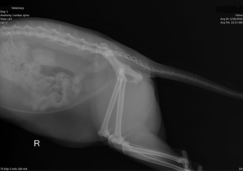 File:Cat Spine Xray Img 1.jpg