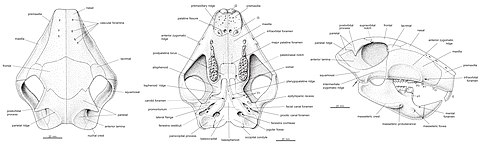 Three drawings of a skull