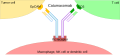 Catumaxomab mechanism