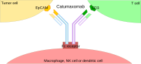 Thumbnail for Trifunctional antibody