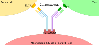 Trifunctional antibody