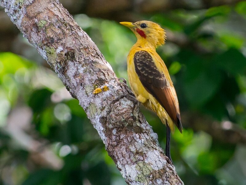 File:Celeus flavus, Cream-colored Woodpecker (cropped).jpg